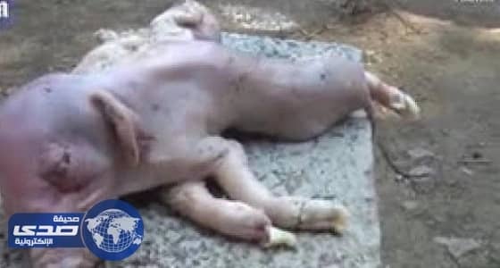 بالفيديو.. ولادة نادرة لخنزير بجسدين وثمانية أرجل