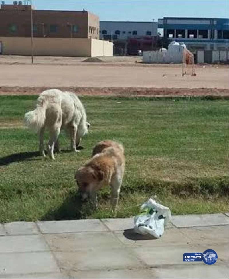 بلدية طبرجل تواجه الكلاب الضالة ب " اللحوم المسمومة"