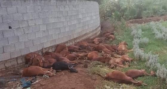 نفوق 30 رأسًا من الأغنام بفعل صاعقة رعدية في محايل