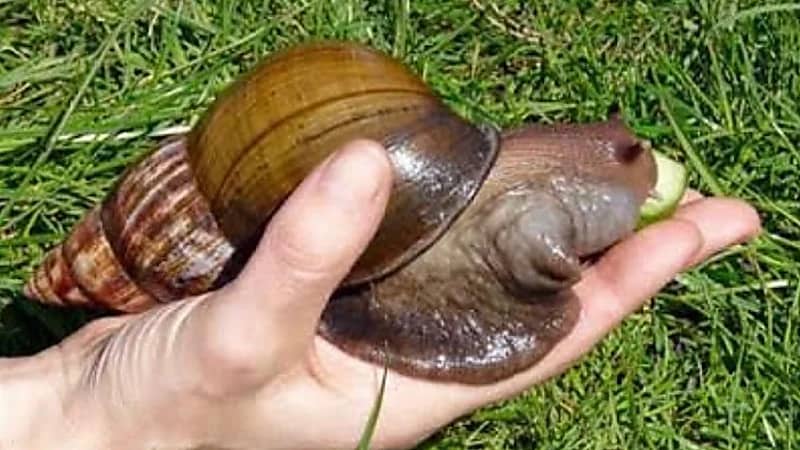 حلزونات "بحجم الفأر" تغزوا شوارع ومنازل وتشكل خطرًا