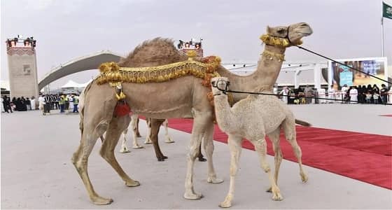انطلاق مهرجان الملك عبد العزيز للإبل باستعراض فردي دق الشعل والحمر