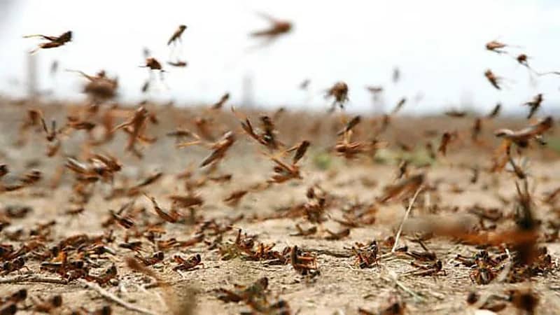 وقاء مكة يكافح الجراد في 41 موقعاً بالليث والقنفذة