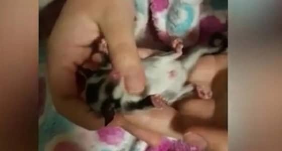 بالفيديو.. فتاة تنعش قلب حيوانها الأليف