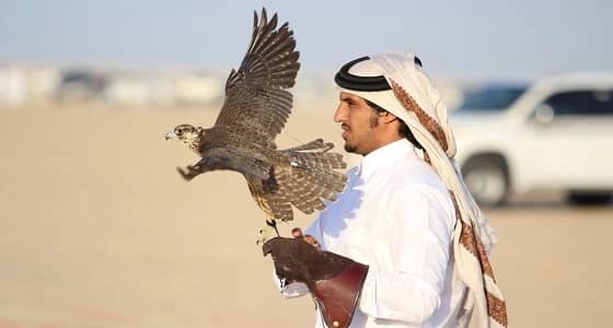 بعد انتشار إنفلونزا الطيور.. إيقاف مسابقة الصقور وإغلاق السوق بالمجمعة