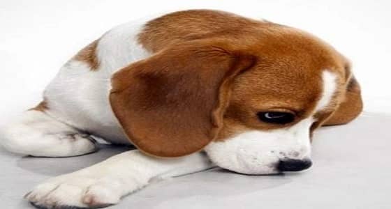 دار جنازات تستخدم كلب كطبيب نفسي لدعم أهل المتوفي