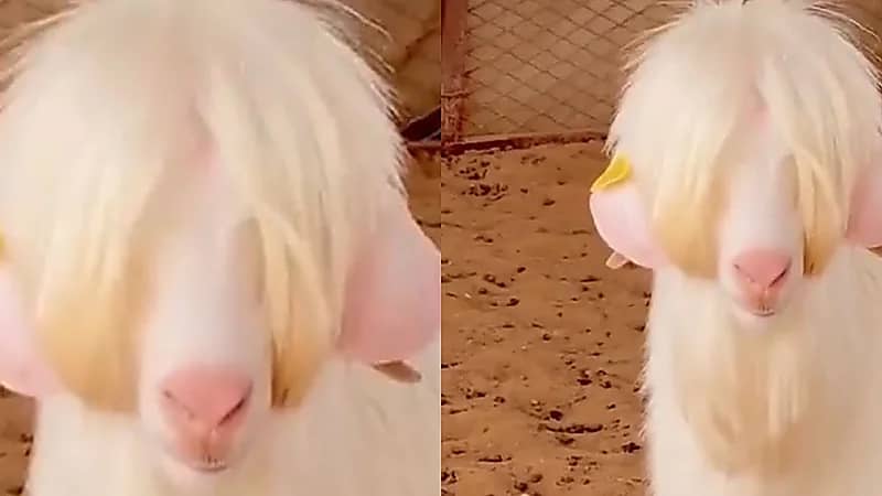 خروف متأنق يخطف أنظار رواد مواقع التواصل ويطالبوا بعدم ذبحه .. فيديو