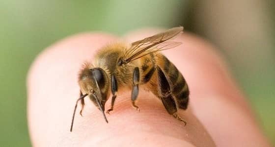 سم الأفاعي والنحل له نفس تأثير " البوتكس " على البشرة