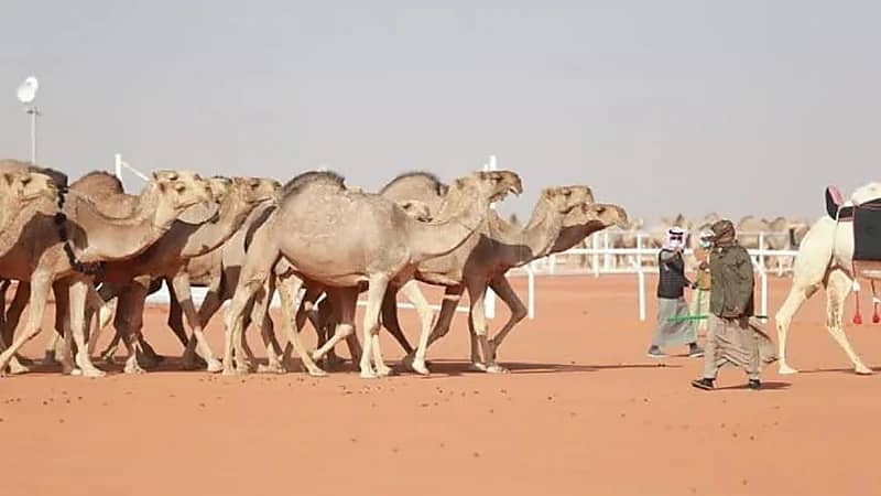 نادي الإبل ينفي مزاعم سفر الدغيلبي بشأن فعالية "حنا لها"