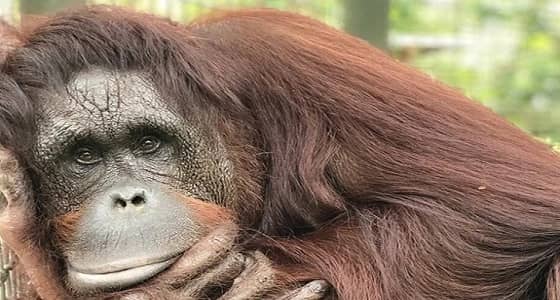 شخصان يطلقون الرصاص على " إنسان الغاب " بإندونسيا