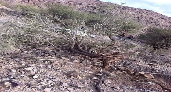 بالصور.. " الاحتطاب " يغزو الباحة.. والأهالي يطالبون بتكثيف الرقابة على الغابات
