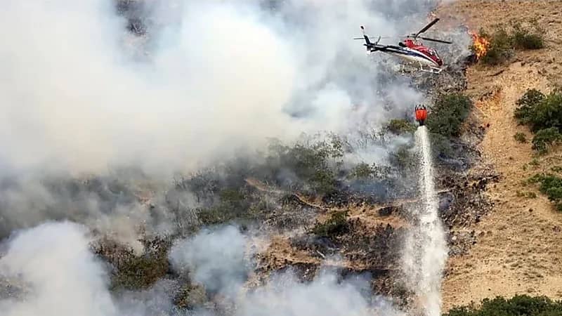  عنكبوت يتسبب في حرق مجموعة ضخمة من الغابات