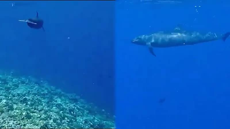الحياة الفطرية تعلن رصد القرش الحريري و الحوت القاتل في البحر الأحمر .. فيديو