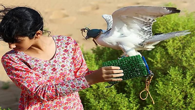 صور..صقارة تعلم النساء الصيد بالصقور