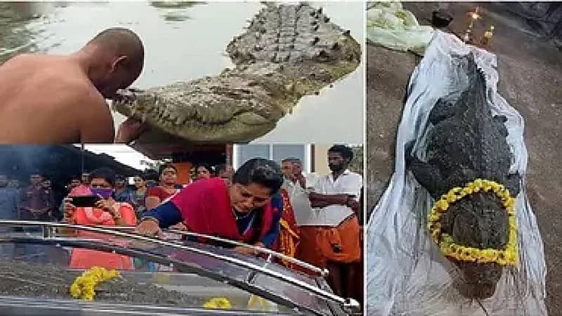 بالفيديو.. جنازة مهيبة أُقيمت لتمساحة ماتت بعمر 80 سنة