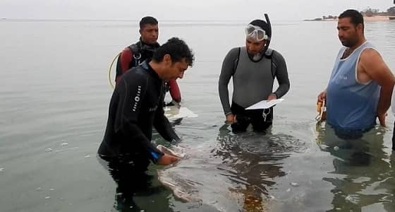 نفوق أسماك على سواحل شبوة لوجود تسريب نفطي