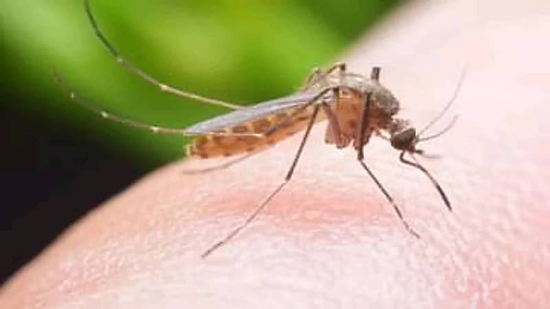 7 أعراض يسببها البعوض تستوجب زيارة الطبيب