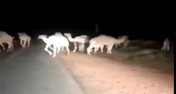 بالفيديو.. إبل سائبة تنتشر على الطريق العام في سدير