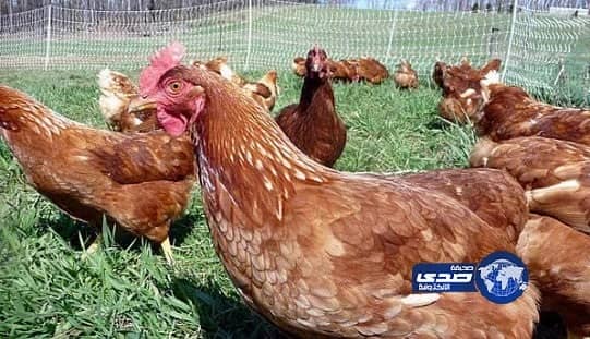 الزعاق يكشف عن الشهر الذي يحتفل مواليده مرة كل 4 سنوات "فيديو"