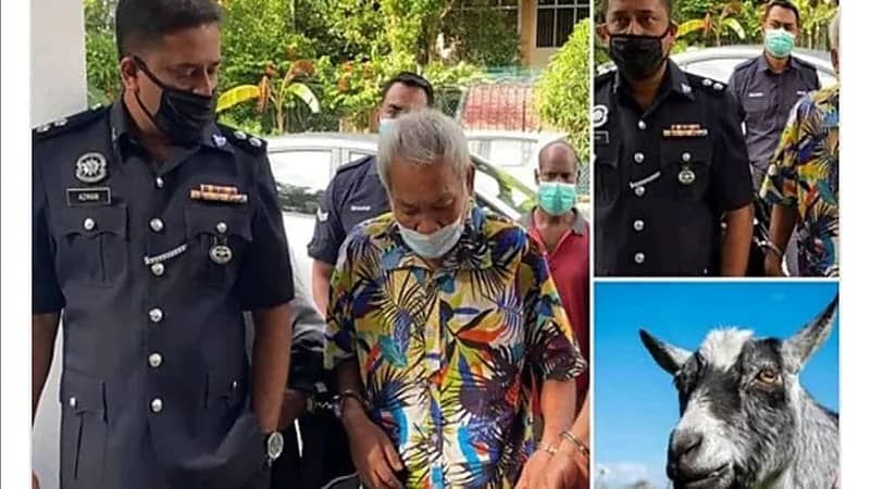 الحبس أو الجلد لمسن مارس الرذيلة مع ماعز