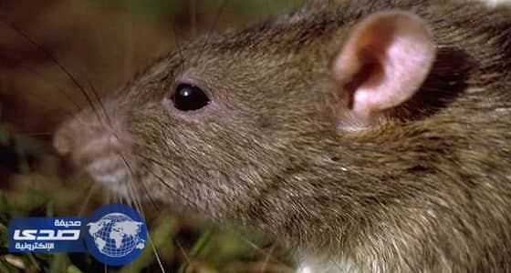 نيويورك تعلن خطة للقضاء على الجرذان بـ 32 مليون دولار