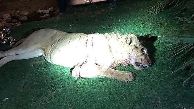 بالفيديو.. أول ظهور للأسد الذي افترس صاحبه بالرياض