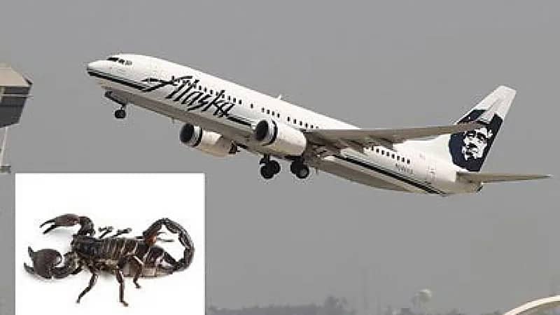 عقرب يلدغ سيدة على متن طائرة