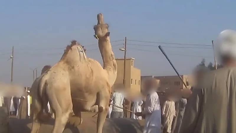 تُترك مع جروح موبوءة ولا يتم علاجها .. مشاهد صادمة من سوق جمال الجيزة في مصر