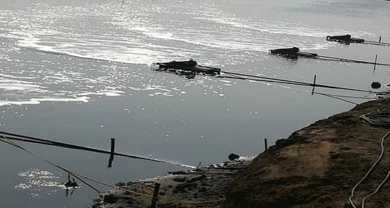 البيئة توضح سبب نفوق أسماك الليث