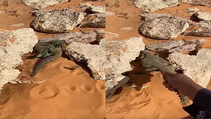 شاهد.. مواطن يحذر من صيد الضب بطريقته