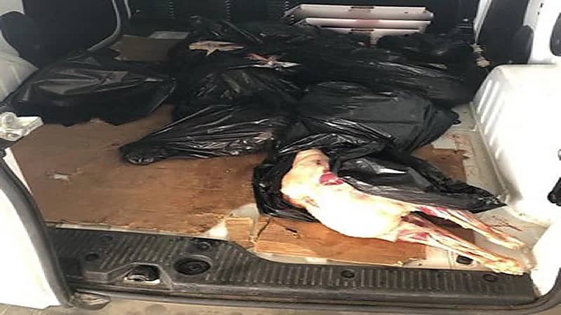 إحباط تهريب 77 ذبيحة فاسدة في 6 نقاط تفتيش بجدة