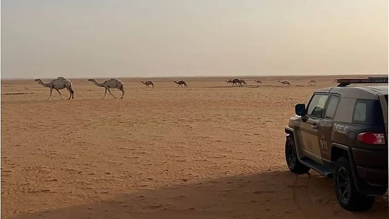 ضبط مخالف لارتكابه مخالفة رعي في محمية الإمام عبدالعزيز بن محمد الملكية