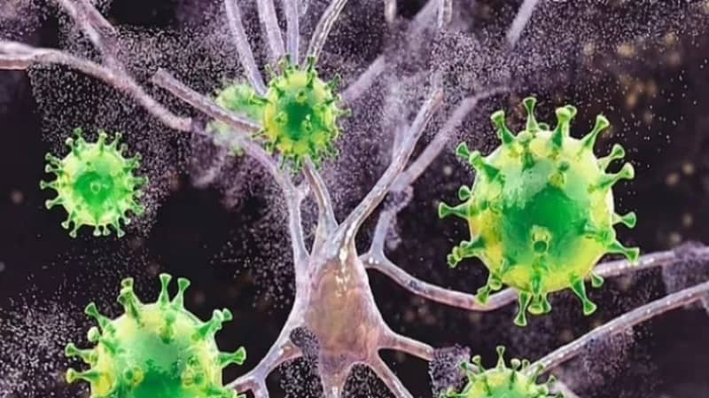 فيروس نادر يُصيب الدماغ نتيجة لدغة القراد