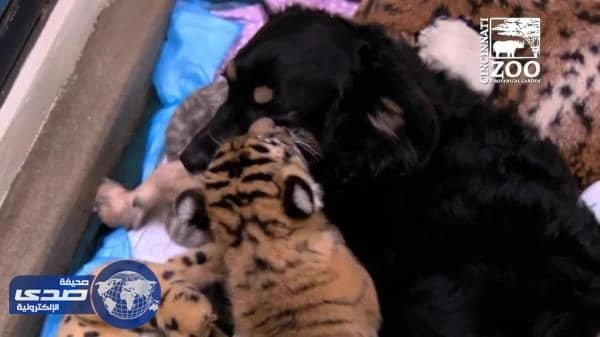 بالفيديو.. كلبة تعتني بثلاث جراء نمر بحديقة حيوان بأستراليا