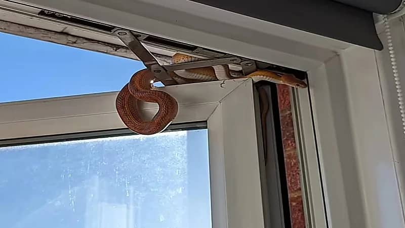 سيدة تتفاجأ بوجود ثعبان في غرفة نومها