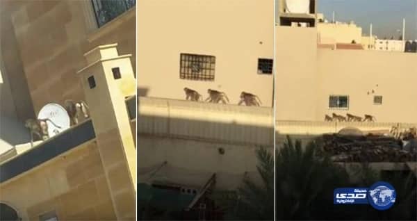 طلال سلامة : أتمنى تتويج الهلال باللقب القاري من أجل المرحوم ابني