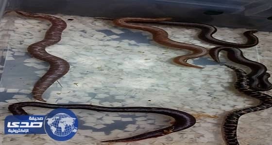 بالفيديو.. لحظة ولادة أنثى ثٌعبان لصغارها