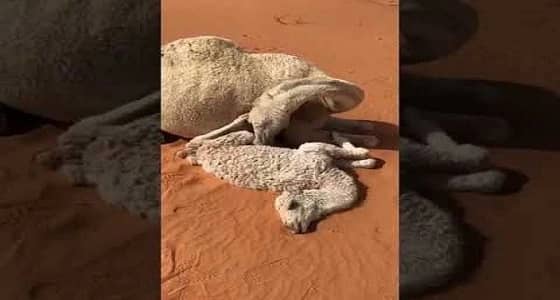 بالفيديو.. صاعقة رعدية تتسبب في مصرع ناقة وحورها بالزلفي