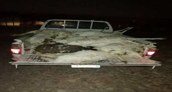 مواطن يصدم بنفوق أكثر من 20 رأسا من أغنامه