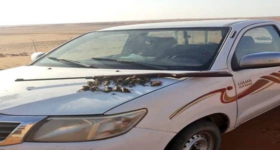 الحياة الفطرية: ضبط أشخاص دخلوا محمية دون تصريح ومارسوا الصيد