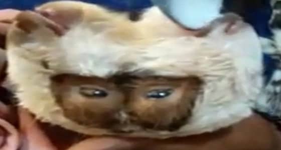 بالفيديو.. ولادة نادرة لماعز بوجهين وأربعة أعين