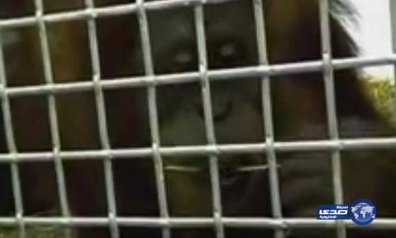 تعرف بالفيديو علي القرد روكي الذي تعلم لغة البشر