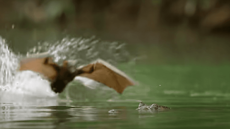 شاهد.. تمساح يبتلع خفافيش عملاقة في معركة تحبس الأنفاس