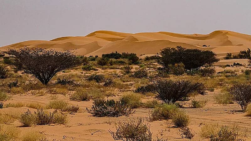 مركز الغطاء النباتي يبدأ مشروع زراعة 12 مليون شجرة