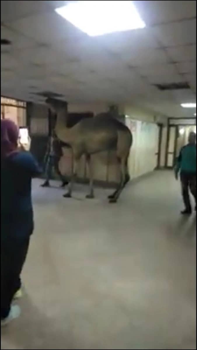 بالفيديو.. حمد بن جروان يبارك لوالده زواجه الثاني ووالدته ترد