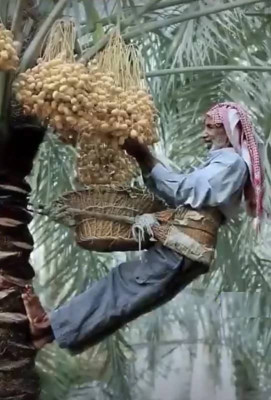 صورة من كفاح الأباء والأجداد