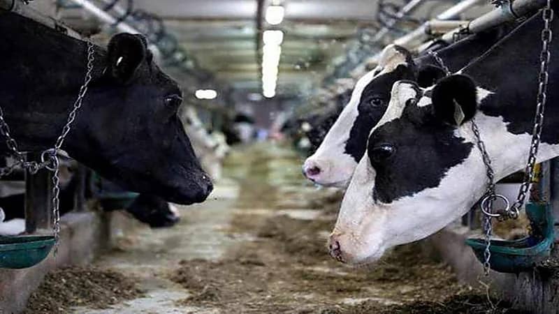 المملكة تفتح باب استيراد الأبقار والأغنام من قيرغيزستان