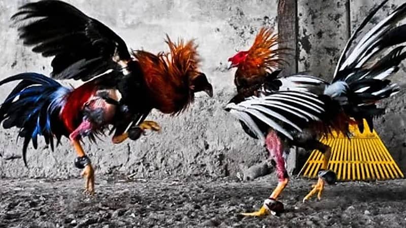 مذبحة بين عصابات داخل موقع سري لمصارعة الديكة