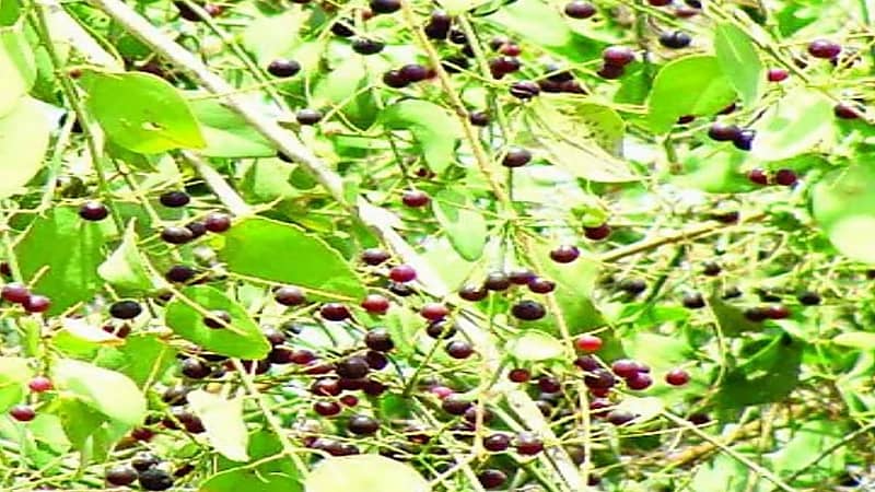 مواطنون يروون ذكرياتهم في جني الكباث .. وهذه فوائده