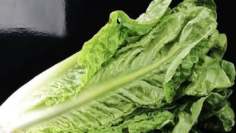 فوائد مذهلة لتناول الخس