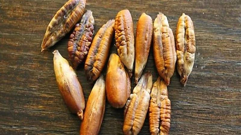 كيفية الاستفادة من نواة التمر في إنقاص الوزن